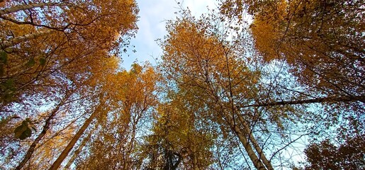 A walk in the forest in autumn in good weather