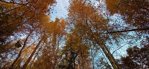 A walk in the forest in autumn in good weather