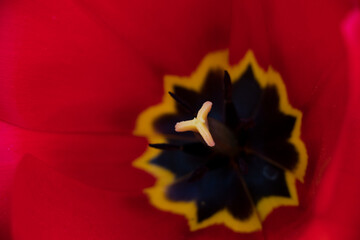 macro of red tulip