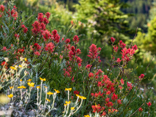 subalpine wild flowers covers the meadows in the Hurricane Ridge during summer.