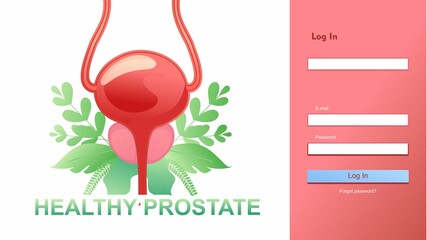 medical concept internal organ prostate