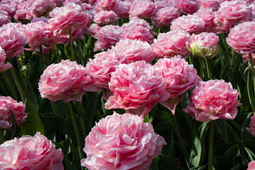 Pink flowers