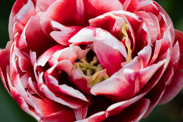 Pink flower closesup