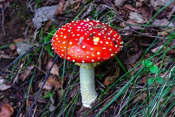 Red fly agaric (Amanita muscaria) in the grass in the autumn forest. A poisonous mushroom growing in the forest.