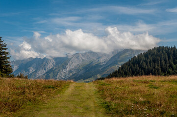Obraz premium Chemin d'herbe verte dans les Alpes