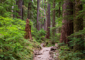 moss covered trees in lush rain forest in the northwest pacific in the Hoh rain forest in Olympic national park in Washington state.