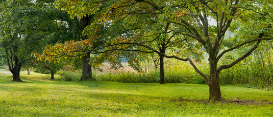 Fototapeta na wymiar Flowering dogwood (Cornus florida, foreground) and other trees and meadow in early autumn at Ivy Creek Natural Area, in Charlottesville, Virginia.