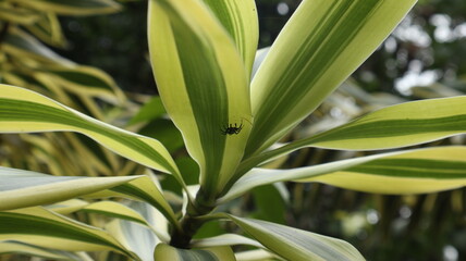 Close up of a green and yellow long leaf plant with blue color tiny spider hiding under a leaf