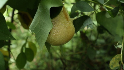 Close up of an eggs mass or frog embryos hanging on a leaf