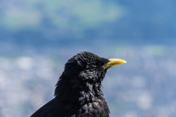 Alpendohlen Kopf ausschnitt