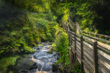 Beautiful wooden boardwalk running alongside of rushing river surrounded by green lush forest of...