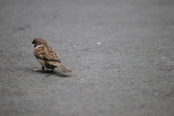 a sparrow stands on the asphalt road with its back to the camera