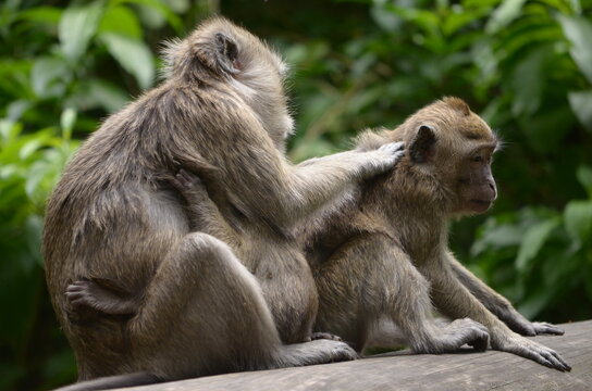 a long-tailed macaque is looking for fleas on another long-tailed macaque while holding its cub