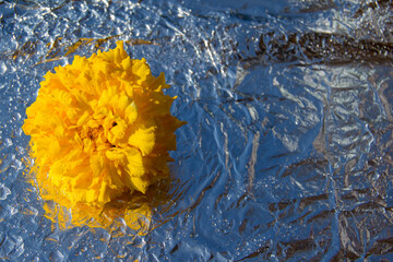 yellow African marigolds , Tagetes erecta, on a silver background with water drops.