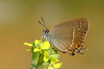 Satyrium abdominalis  809