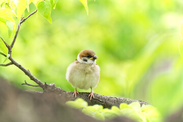 Eurasian tree sparrow sitting on branch with fresh green leaves