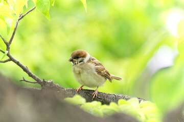 Eurasian tree sparrow sitting on branch with fresh green leaves