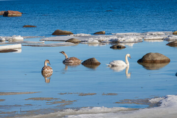 Swans close to the sea shore. Ice, bolders, Baltic sea in winter