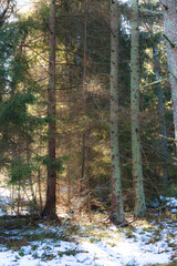 Early winter in the pine forest