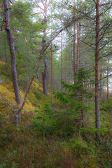 Obraz premium Pine forest at moody day