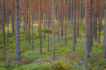 Pine forest at moody day