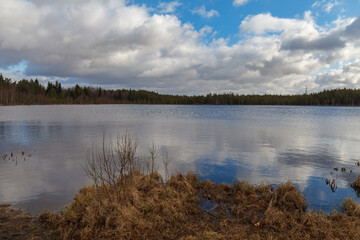 Swamp lake with small trees around. Estonia.