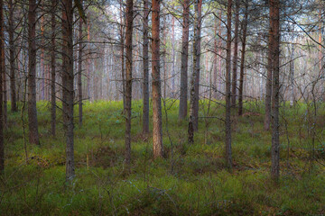 Fototapeta na wymiar Pine forest at moody day