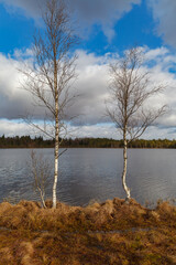 Swamp lake with small trees around. Estonia.