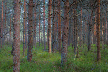 Pine forest at moody day