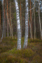 Birch trees in pine forest