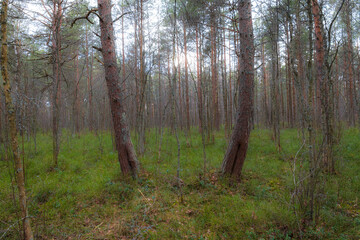 Pine forest at moody day