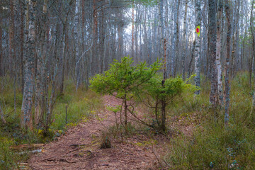 Pine forest at moody day