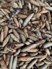 Many pine cones top view. Natural background