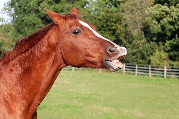 Obraz premium funny brown quarter horse on the paddock with open mouth