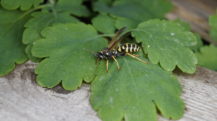 caterpillar on leaf