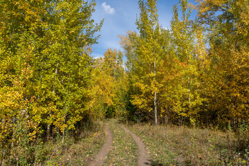 Naklejka premium Path in the autumn forest.Trees with yellow and orange foliage.