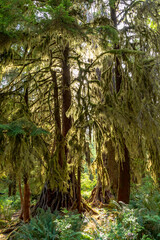 moss covered trees in lush rain forest in the northwest pacific in the Hoh rain forest in Olympic national park in Washington state.