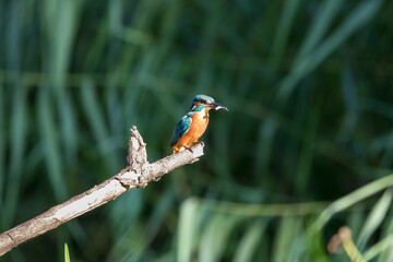 Common Kingfisher Alcedo atto has caught a fish by the river. A beautiful colorful bird perched on a branch with its prey. Successful hunting, kingfisher with fish.