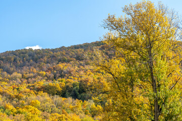 Fototapeta premium Autumn landscape. Trees with yellow and orange foliage. Hillside with colorful trees in the background.