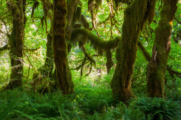 moss covered trees in lush rain forest in the northwest pacific in the Hoh rain forest in Olympic...