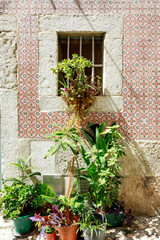 Window with Flowers, Lisbon, Portugal