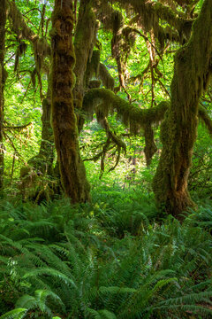 moss covered trees in lush rain forest in the northwest pacific in the Hoh rain forest in Olympic national park in Washington state.
