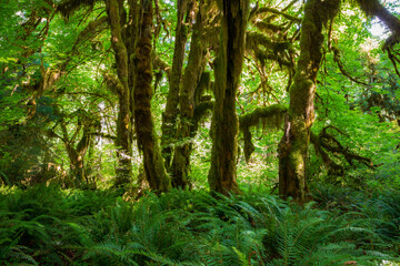 moss covered trees in lush rain forest in the northwest pacific in the Hoh rain forest in Olympic national park in Washington state.