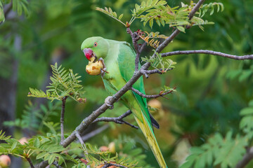 Rose-ringed parakeet enjoying food 