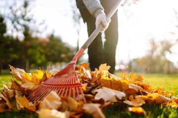 Rake with fallen leaves in the park. Janitor cleans leaves in autumn. Volunteering, cleaning, and...
