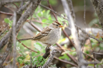 Cute white crowned sparrow on a twig.