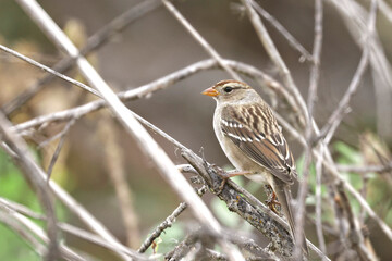 Small juvenile white crowned sparrow.