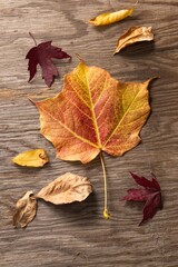 Naklejka na ściany i meble Overview of various autumn leaves on wood.