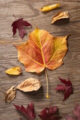 Naklejka na ściany i meble Various leaves on wood in autumn form.
