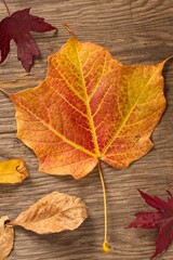 Close up of autumn leaves on wood.